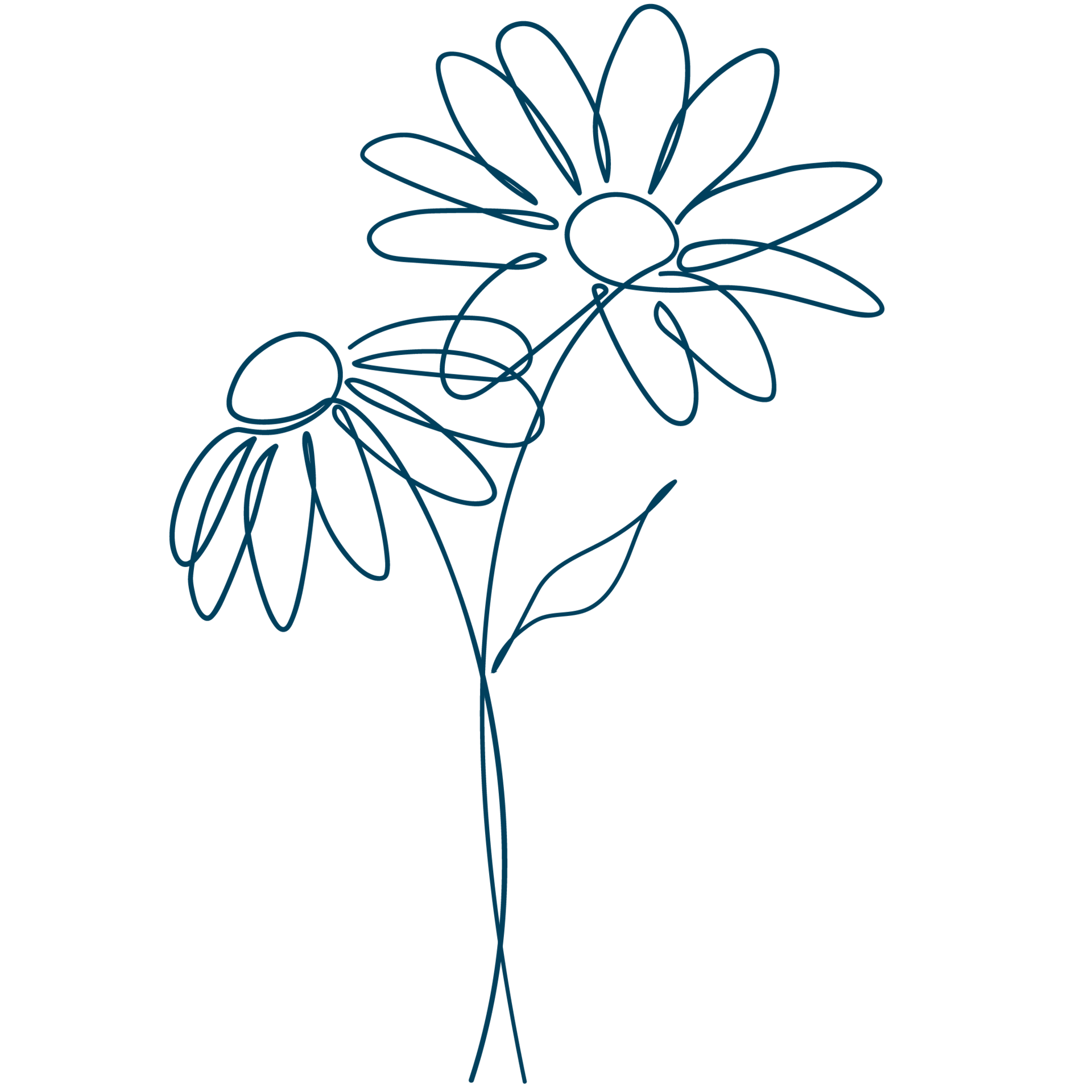 Line-Art-Zeichnung einer Arnika-Pflanze. Die Sixtus-Heilkräuter beinhalten u. a. Arnika.
