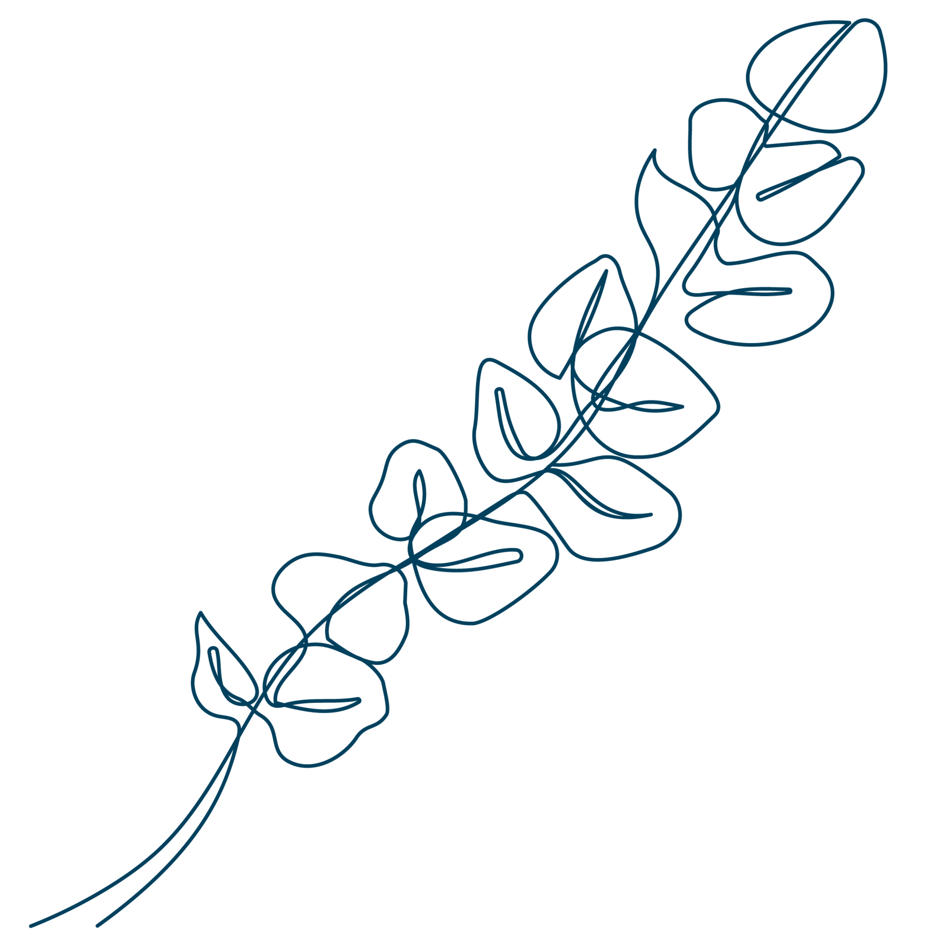Line-Art-Zeichnung eines Eukalyptus-Zweiges. Die Sixtus-Heilkräuter beinhalten u. a. Eukalyptus.
