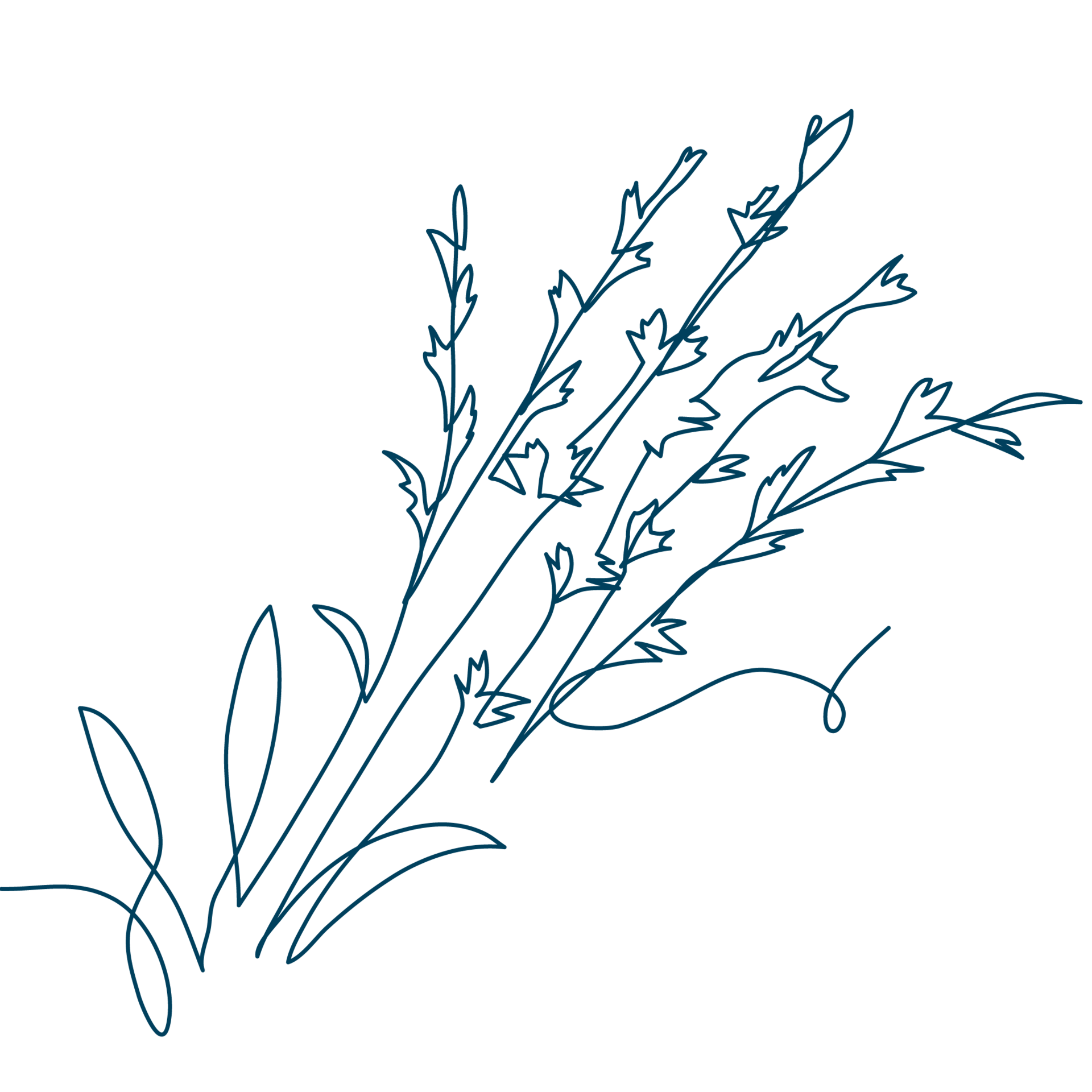 Line-Art-Zeichnung einer Patschuli-Pflanze. Die Sixtus-Heilkräuter beinhalten u. a. Patschuli.