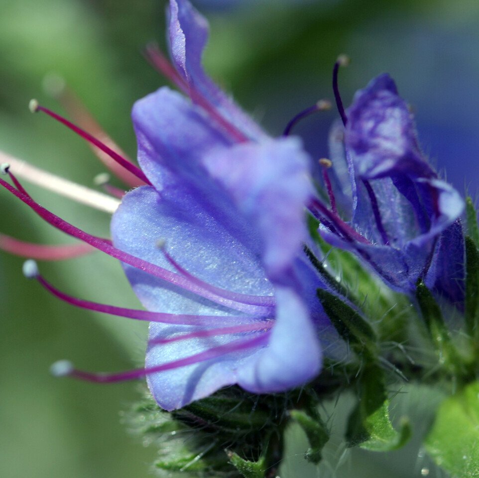 Nahaufnahme von Natternkopf-Blüten. Diese Pflanze enthält den Inhaltsstoff Allantoin.