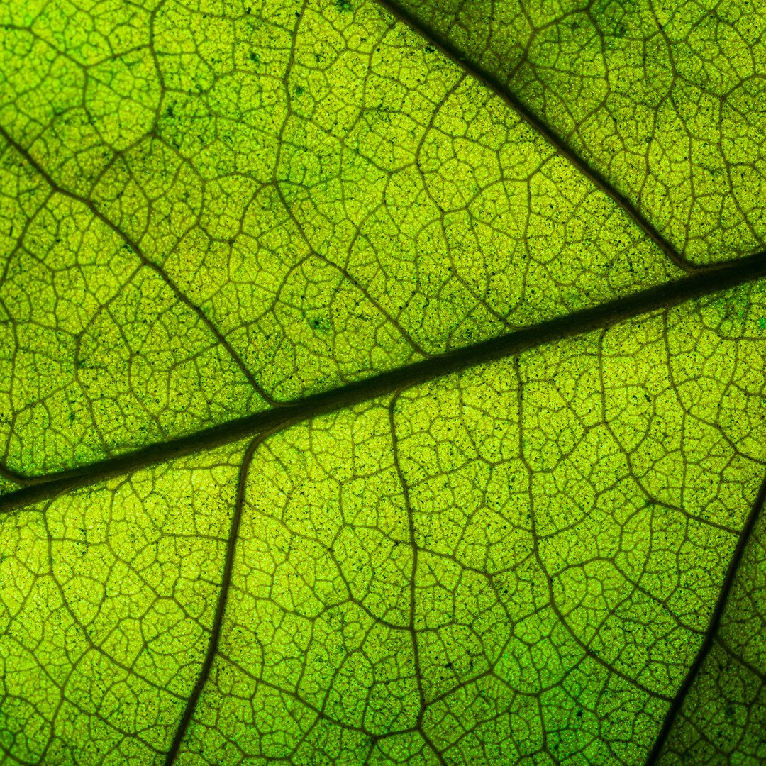 Grünes Blatt unterm Mikroskop. Der Pflanzenfarbstoff Chlorophyll ist ein Inhaltsstoff unseres Fuß-Schutzbalsams.