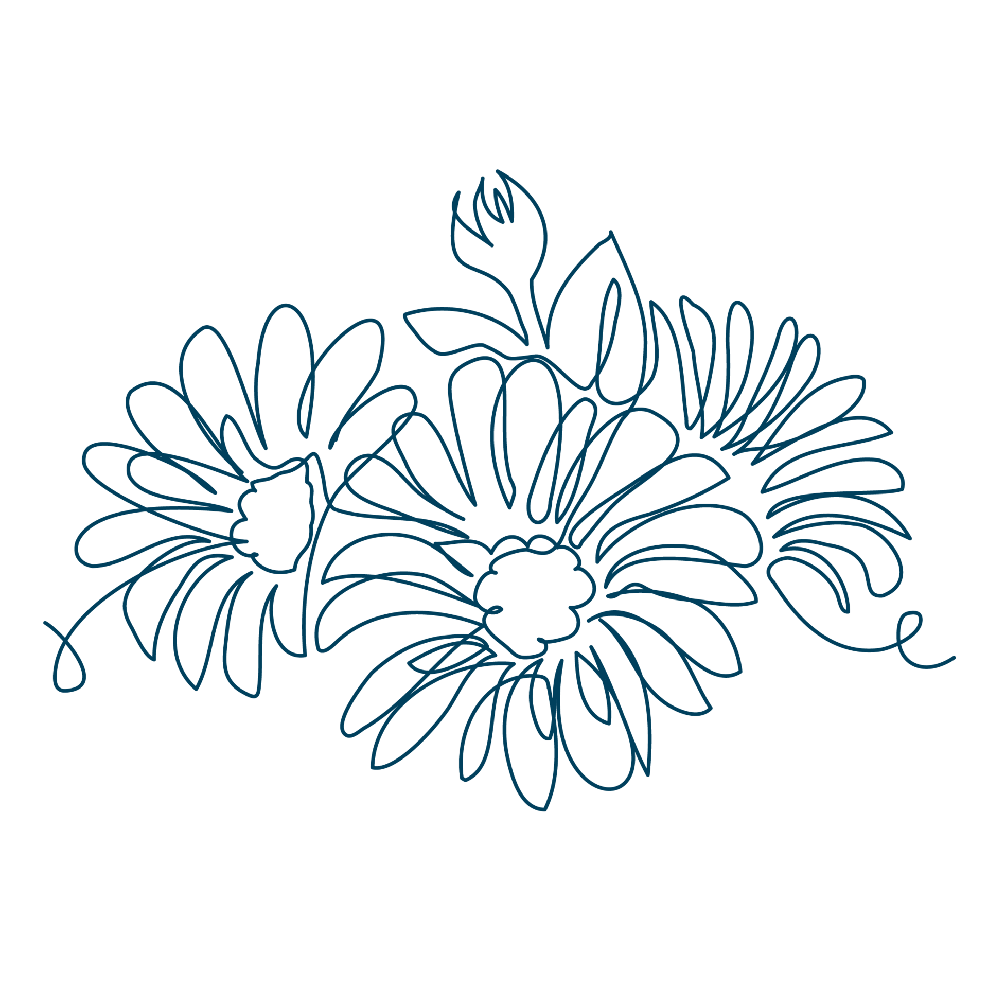 Line-Art-Zeichnung von Blüten der Ringelblume. Die Sixtus-Heilkräuter beinhalten u. a. Ringelblume.