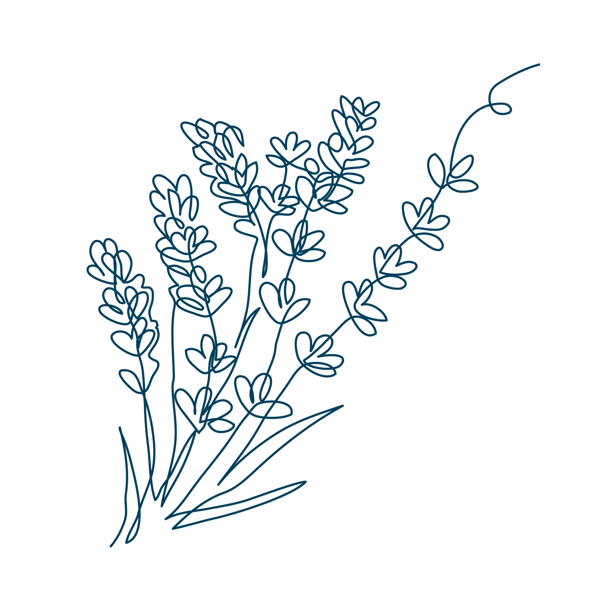 Line-Art-Zeichnung eines Lavendel-Zweiges. Die Sixtus-Heilkräuter beinhalten u. a. Lavendel.