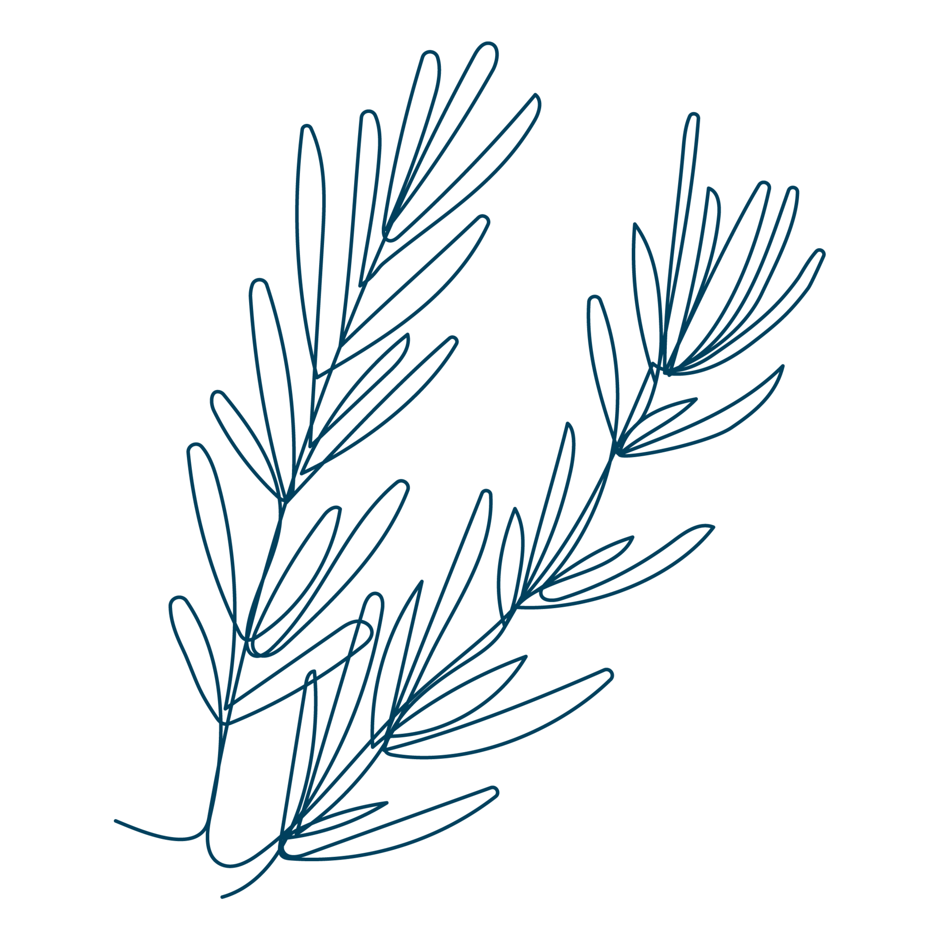 Line-Art-Zeichnung eines Rosmarin-Zweiges. Die Sixtus-Heilkräuter beinhalten u. a. Rosmarin.