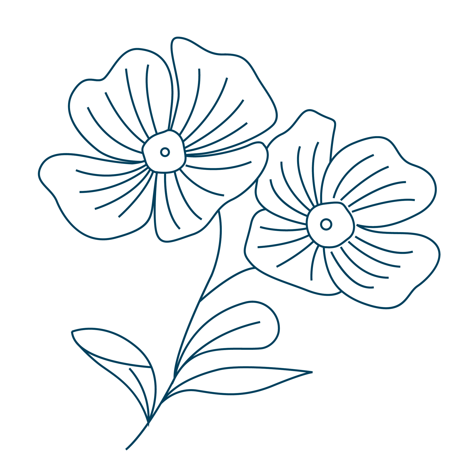 Line-Art-Zeichnung der Blüte einer Nachtkerze. Die Sixtus-Heilkräuter beinhalten u. a. Nachtkerze.