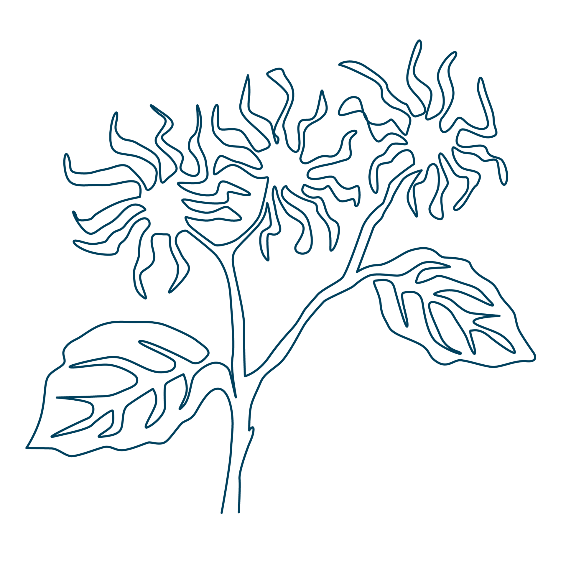 Line-Art-Zeichnung eine Hamamelis-Zweiges. Die Sixtus-Produkte beinhalten u. a. Hamamelis.