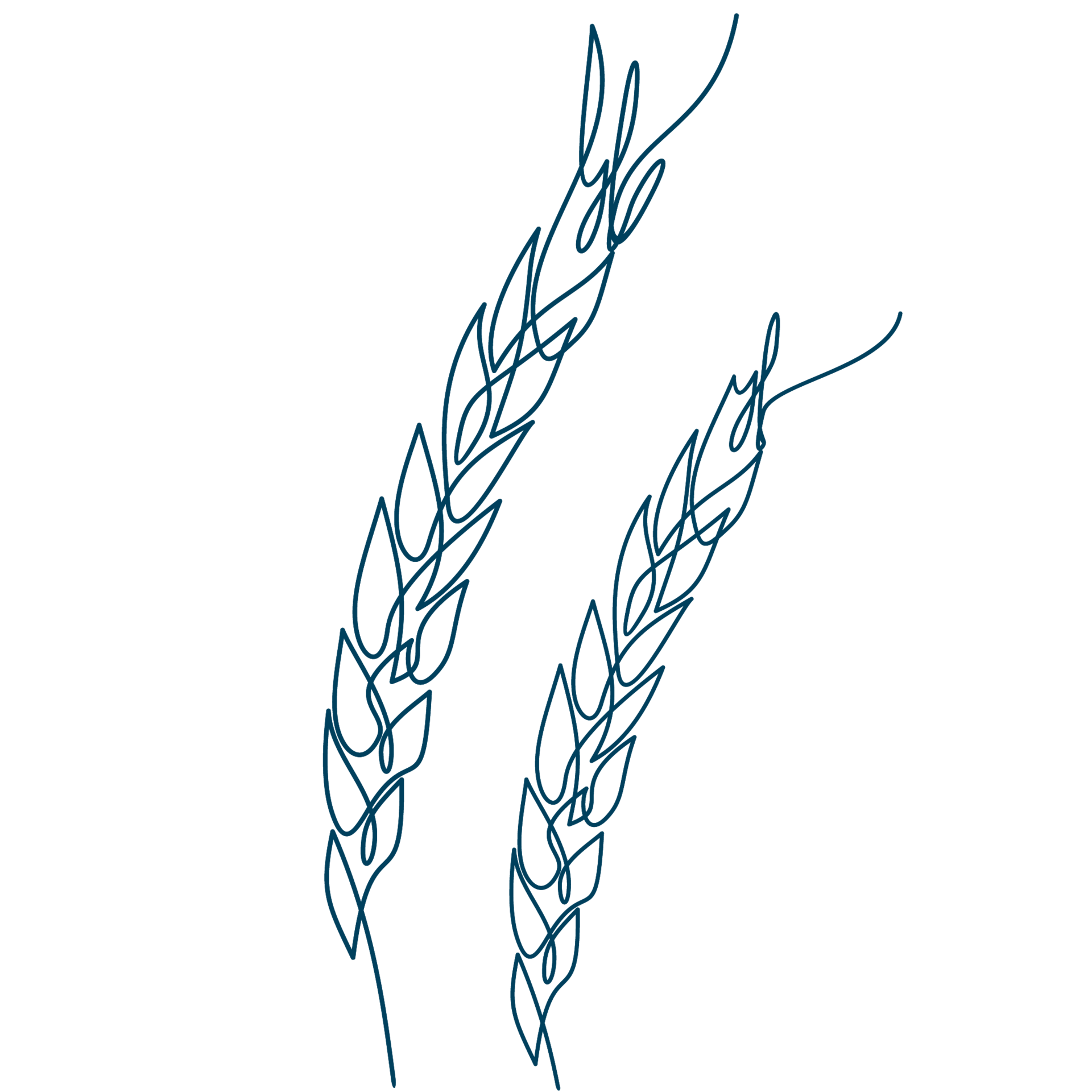 Line-Art-Zeichnung von Weizen-Ähren. Manche Sixtus-Produkte enthalten Weizenkeimöl.